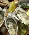 can-pregnant-women-eat-oysters