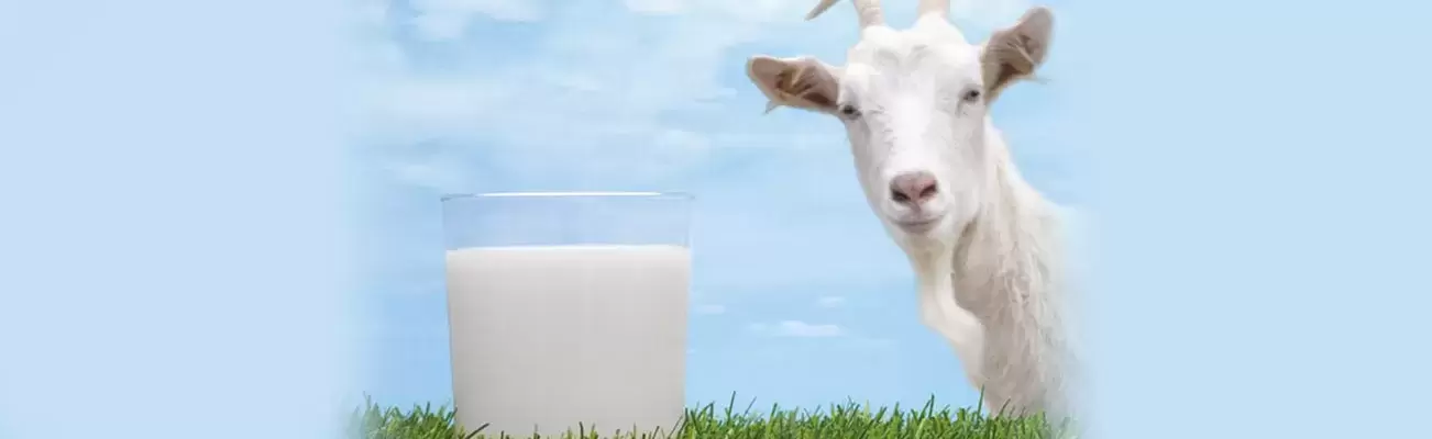 ลูกแพ้นมวัว-อาการเด็กแพ้นมวัวดื่มนมแพะแทนได้ไหม?